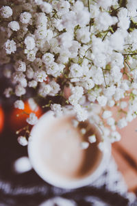 Close-up of white flowers