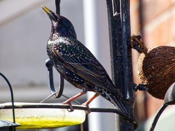 Close-up of bird perching on feeder