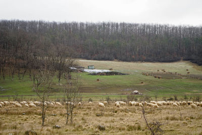 View of sheep grazing on field in forest