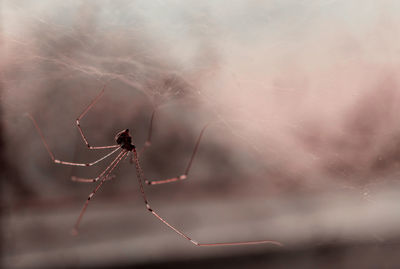 Close-up of spider