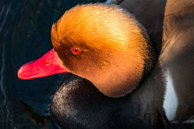 Close-up of duck swimming in lake