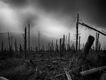 Burnt forest against cloudy sky at dusk