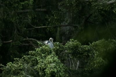 Bird perching on a forest