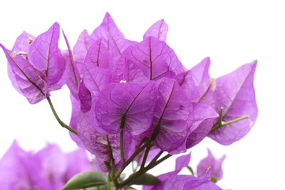 Close-up of purple flower plant