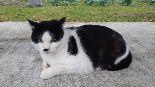 Close-up of cat
