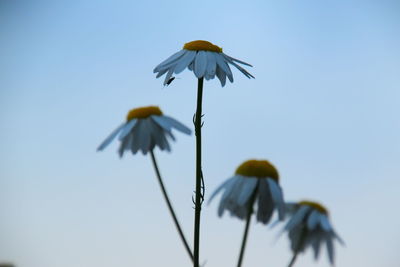 Low angle view of flowering plant against sky