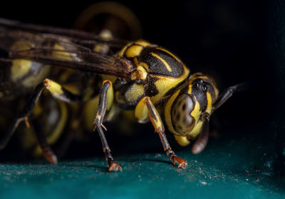 Close-up of bee