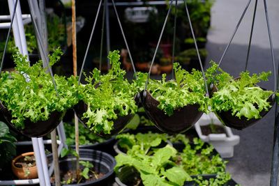 Close-up of potted plants