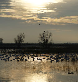 Ducks in a lake