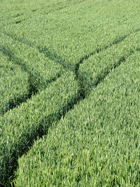 Full frame shot of corn field