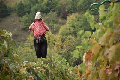 Scarecrow in vineyard