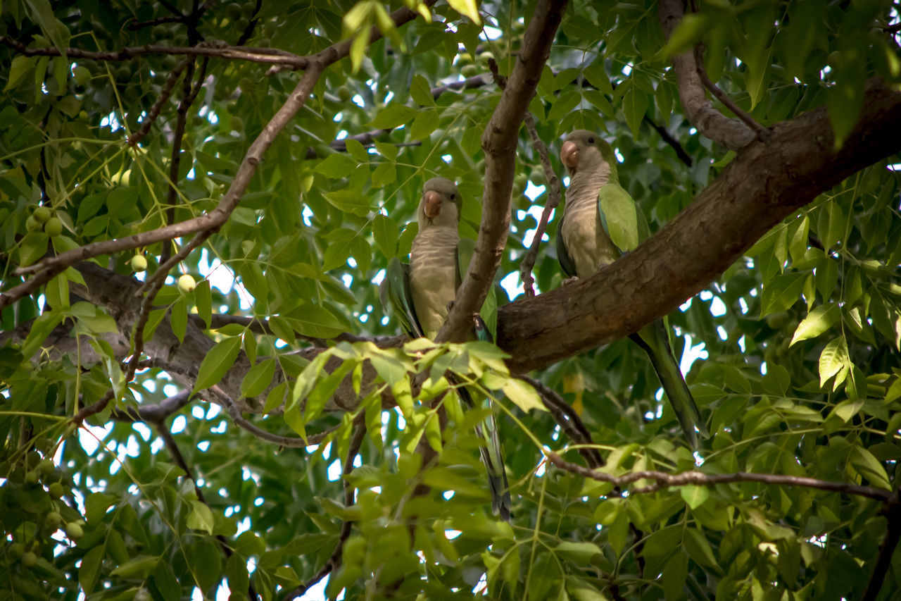 Cotorras en la ciudad