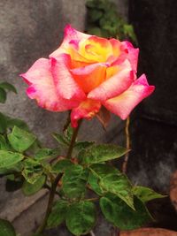 Close-up of pink rose blooming outdoors