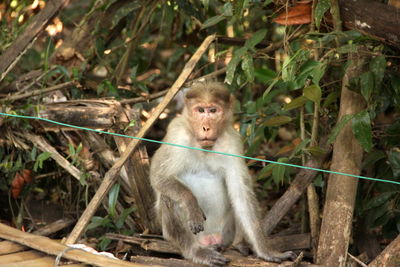 Portrait of monkey sitting by plant