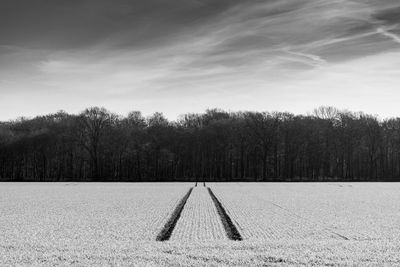 Black and white tone, trace of vehicle wheel run through agricultural field to the forest.
