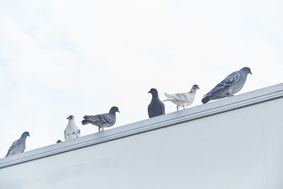 Low angle view of seagulls perching on railing against sky