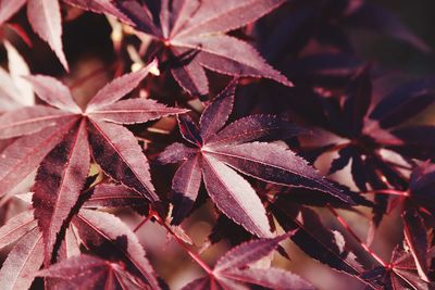 Full frame shot of autumnal leaves