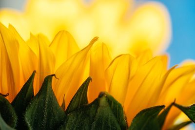 Close-up of yellow flowering plant against sky