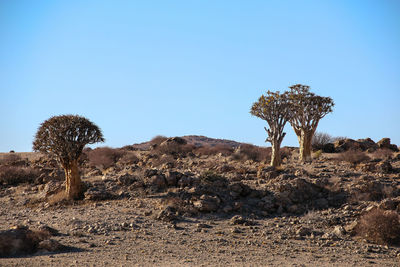 Trees on desert against clear blue sky