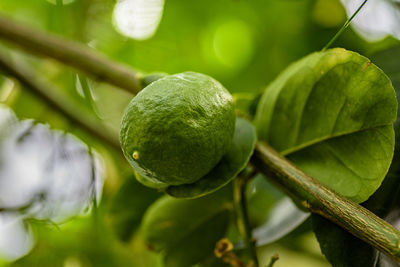 Close-up of lemon on tree