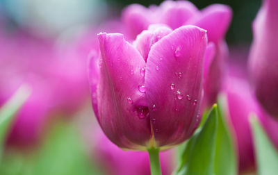 Close-up of water drops on pink flower