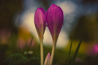 Close-up of wet pink flowering plant on field