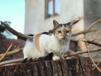 Portrait of cat sitting on wood