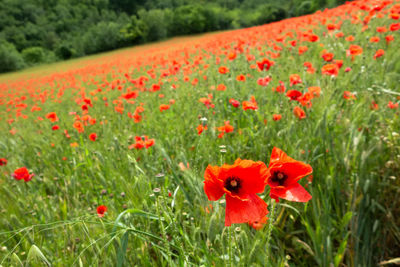 Close-up of red poppy flowers in field