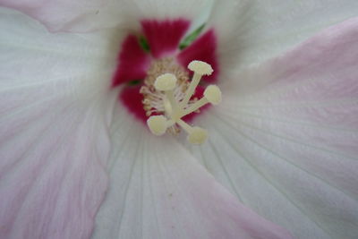 Full frame shot of pink hibiscus