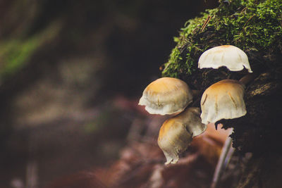 Close-up of mushrooms growing on field