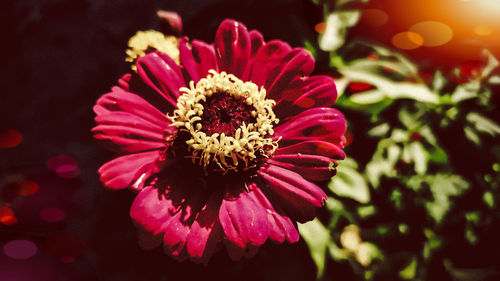 Close-up of pink flower