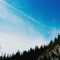 Low angle view of trees against blue sky