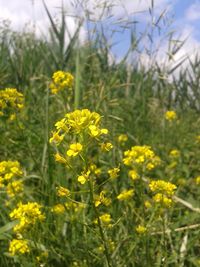 Close up of yellow flowers blooming in field