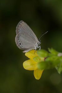 Close-up of butterfly pollinating on yellow flower