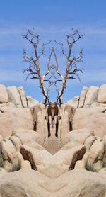 Bare tree on rock against sky