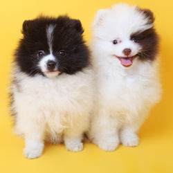 pet