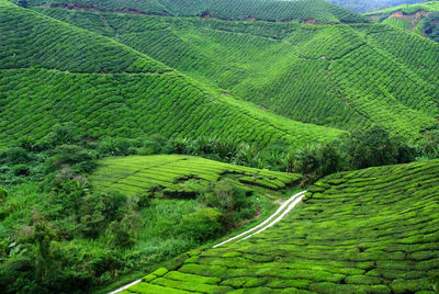 High angle view of agricultural field