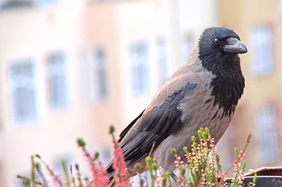 Close-up of bird perching on a plant