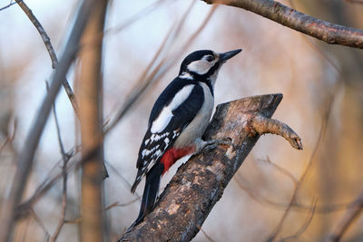 Close-up of birds perching on branch