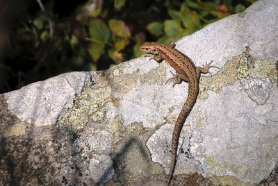 Close-up of lizard on rock