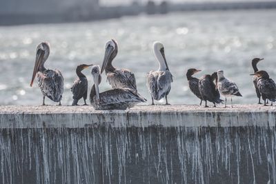 Flock of birds perching on wood