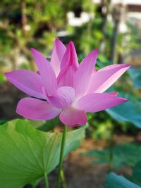 Close-up of pink water lily