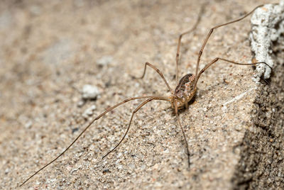 Close-up of spider
