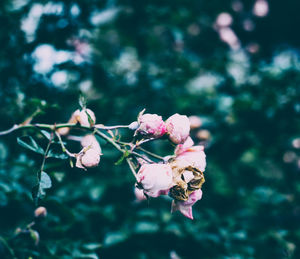 Close-up of pink roses