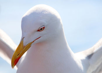 Close-up of seagull