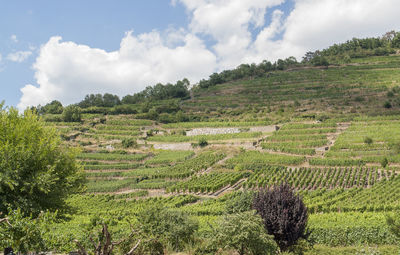 Scenic view of agricultural field against sky