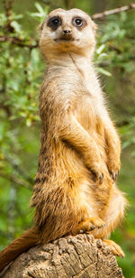 Close-up of lion