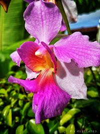 Close-up of purple lily blooming outdoors