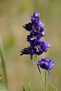 Close-up of purple flowering plant