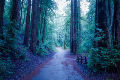 Dirt road amidst trees in forest